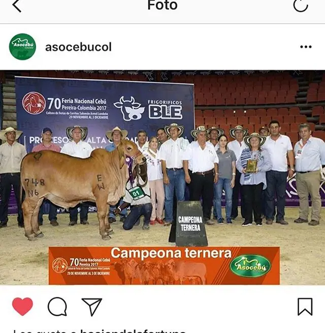Campeona Menor, Monterrey Smoking Camila 619/D6 durante la Feria Nacional de Pereira 2017