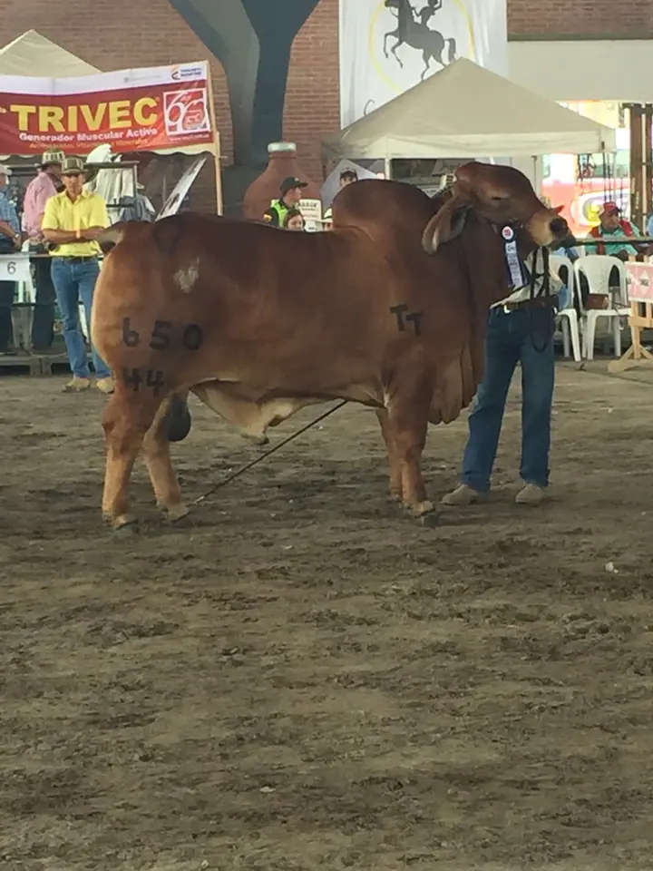 Feria Expomalocas Villavicencio 2016 — Hacienda Monterrey, foto 1