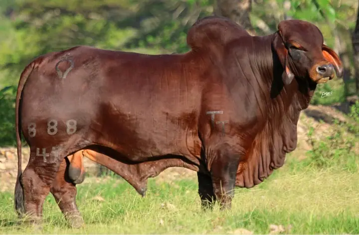 Monterrey Trueno Comando 888/47 — toro Brahman de Hacienda Monterrey