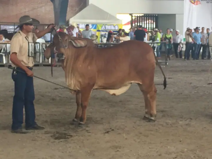 Feria Expomalocas Villavicencio 2016 — Hacienda Monterrey, foto 6