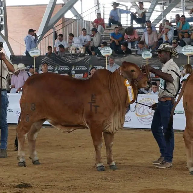 Expomalocas Villavicencio 2019 — Hacienda Monterrey, foto 3