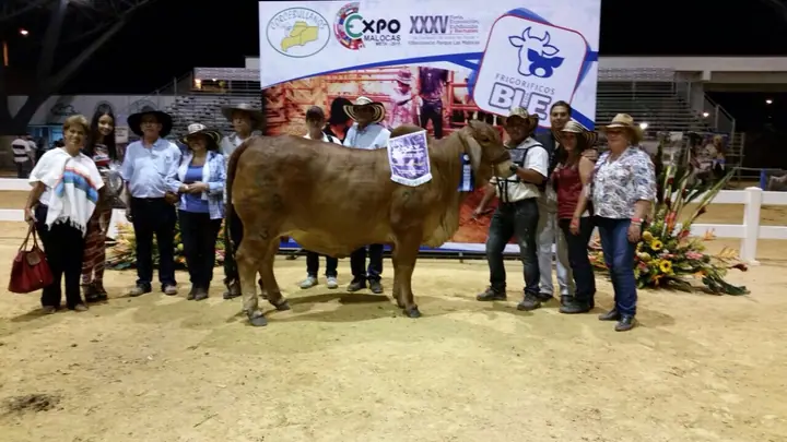 Hijos de toro rojo felix 820/8