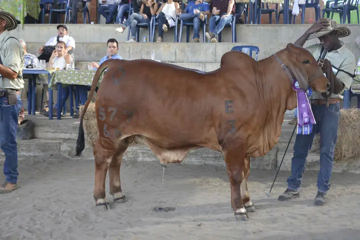 Feria Puerto Berrío (mayo) 2017 — Hacienda Monterrey, foto 10