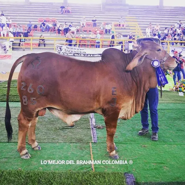 Feria La Dorada — Hacienda Monterrey, foto 6