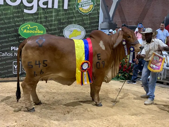 Gran Campeona de la Feria de ExpoMalocas Villavicencio 2020, Monterrey Smoking Helena 545/66