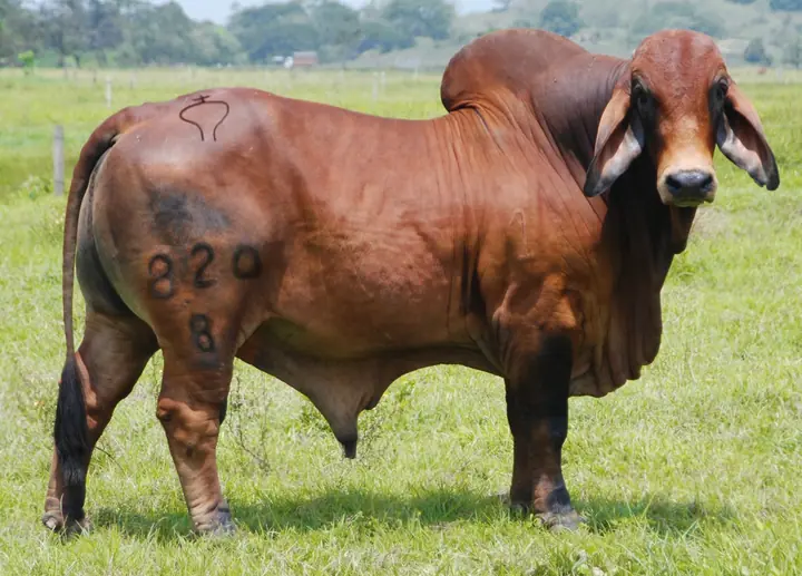 Ganado Brahman de Hacienda Monterrey — foto 26