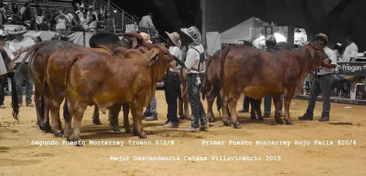 Ganado Brahman de Hacienda Monterrey — foto 43