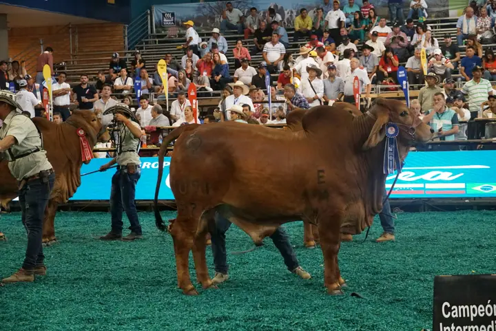 Mundial Bucaramanga (noviembre) 2018 — Hacienda Monterrey, foto 2