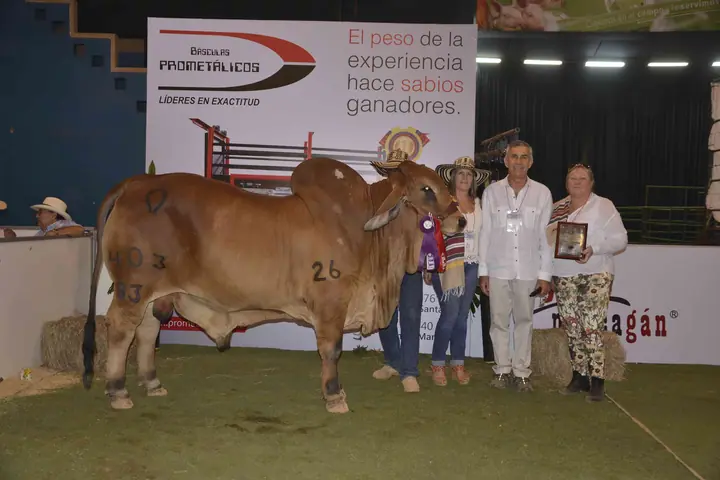 Ganado Brahman de Hacienda Monterrey — foto 40