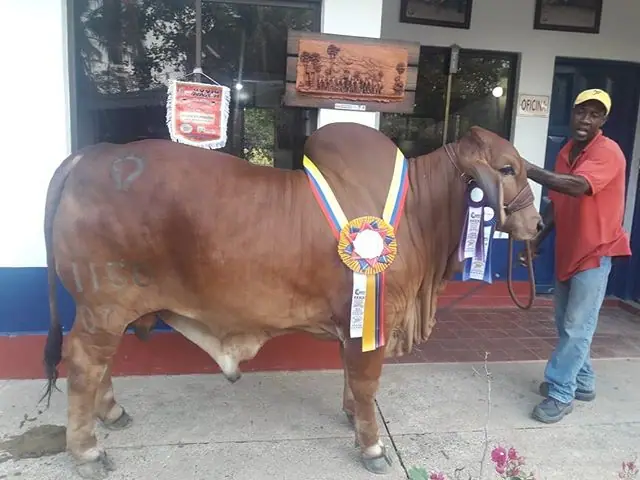 Pincel. Gran Campeón R