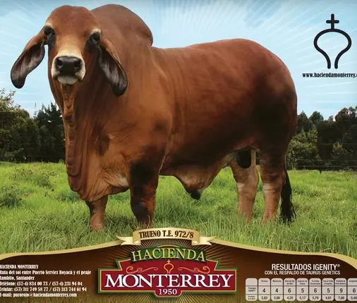 Ganado Brahman de Hacienda Monterrey — foto 5
