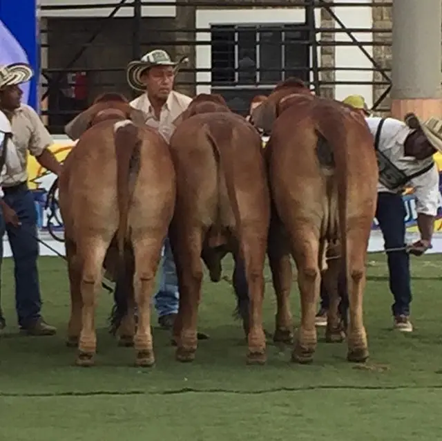 Descendencia de una misma de la vaca 111-6 Millonario Elena, Rojo Puro