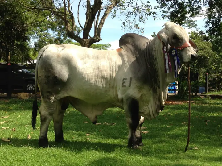 Ganado Brahman de Hacienda Monterrey — foto 11