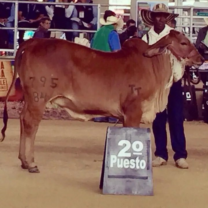 Monterrey Trueno Kimberly 785-84, segundo puesto de 10 a 11 meses Agroexpo 2015