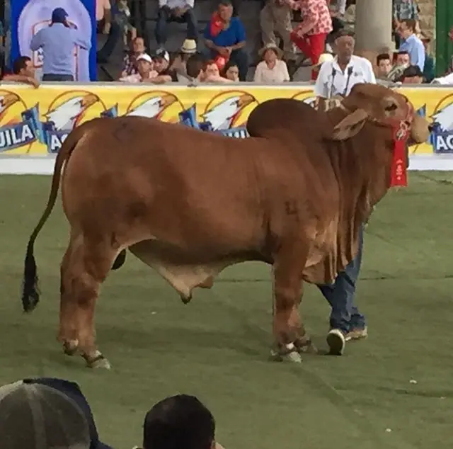 Monterrey Millonario Lord 433-26, Segundo Puesto. Monterrey Rojo Puro