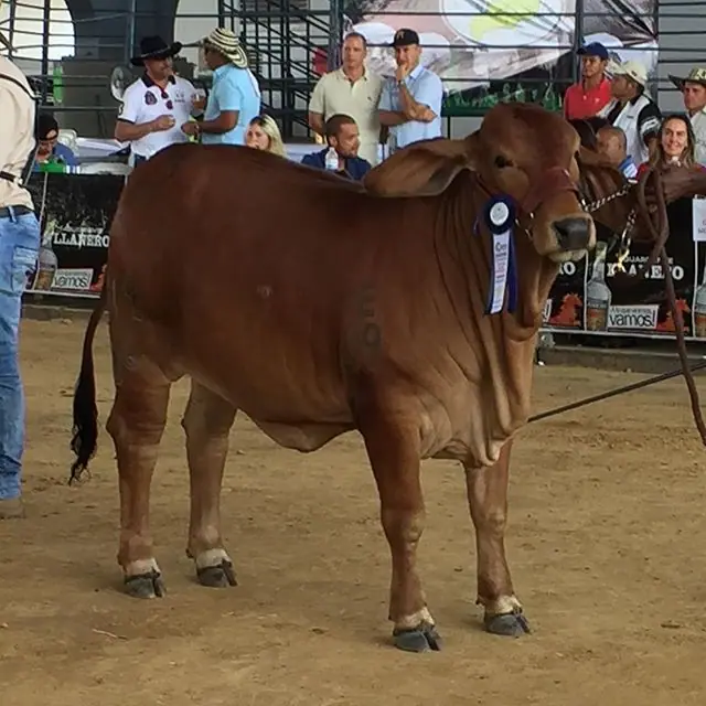 Monterrey Winchester Rosa 748/D6