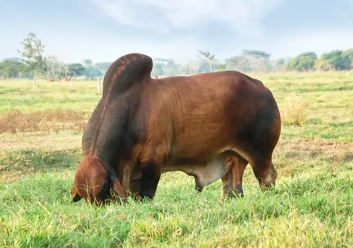 Monterrey Remedy José 726/7 — toro Brahman de Hacienda Monterrey