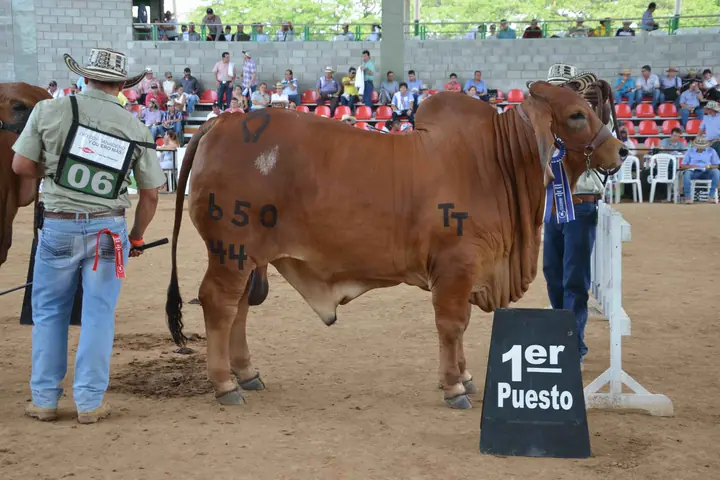 Feria Nacional Cebú Valledupar 2015 — Hacienda Monterrey, foto 6