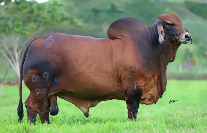 Monterrey Trueno Mariscal, 696-99