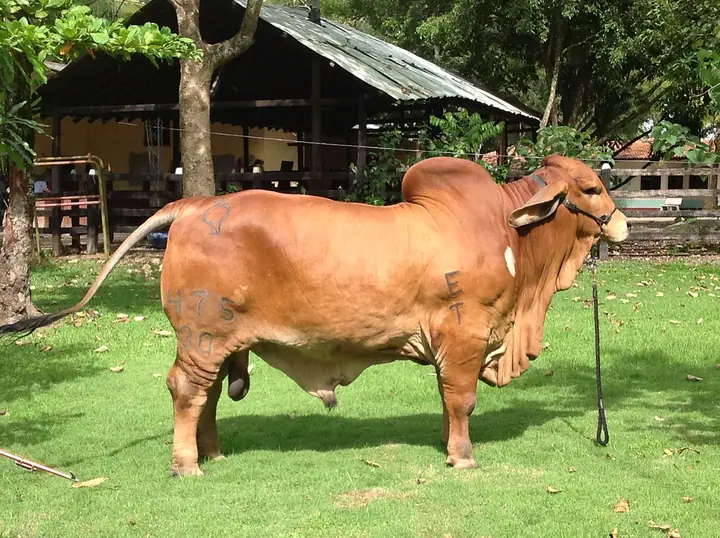 Ganado Brahman de Hacienda Monterrey — foto 30