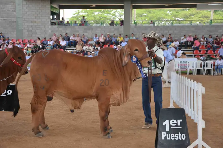 Feria Nacional Cebú Valledupar 2015 — Hacienda Monterrey, foto 4