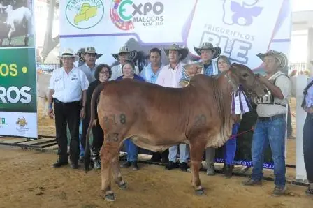 Hijos de toro rojo felix 820/8