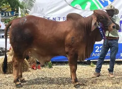 Feria Caucasia (octubre) 2016 — Hacienda Monterrey, foto 2