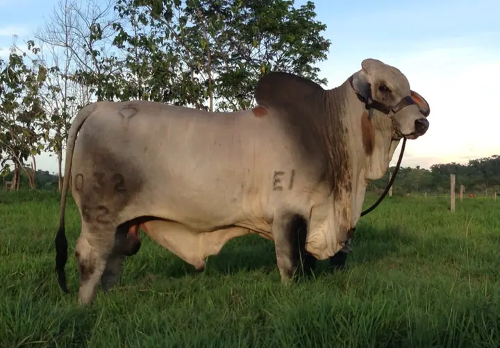 Ganado Brahman de Hacienda Monterrey — foto 13