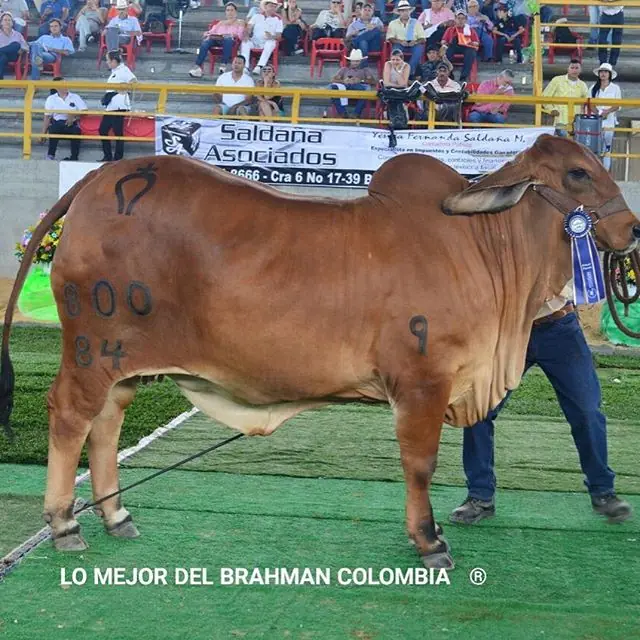 Feria La Dorada — Hacienda Monterrey, foto 13
