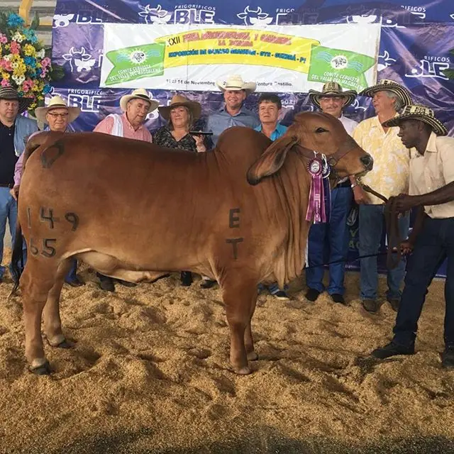 Feria La Dorada — Hacienda Monterrey, foto 4