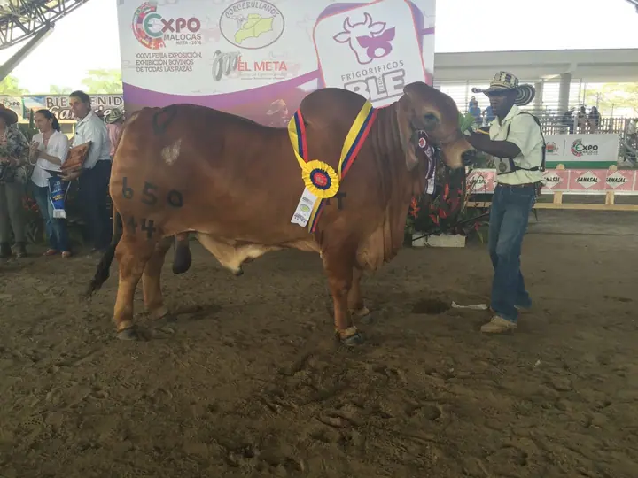 Feria Expomalocas Villavicencio 2016 — Hacienda Monterrey, foto 3