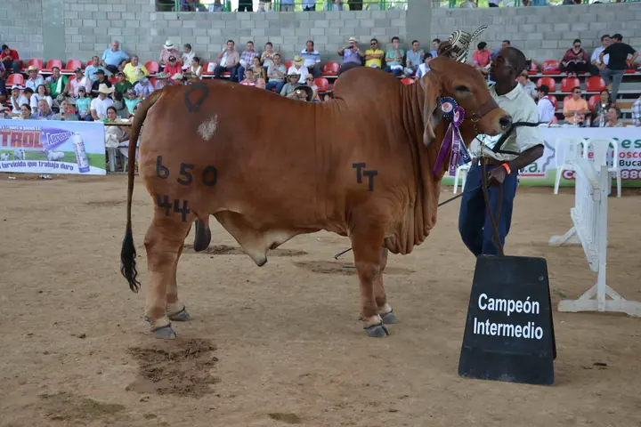Feria Nacional Cebú Valledupar 2015 — Hacienda Monterrey, foto 7