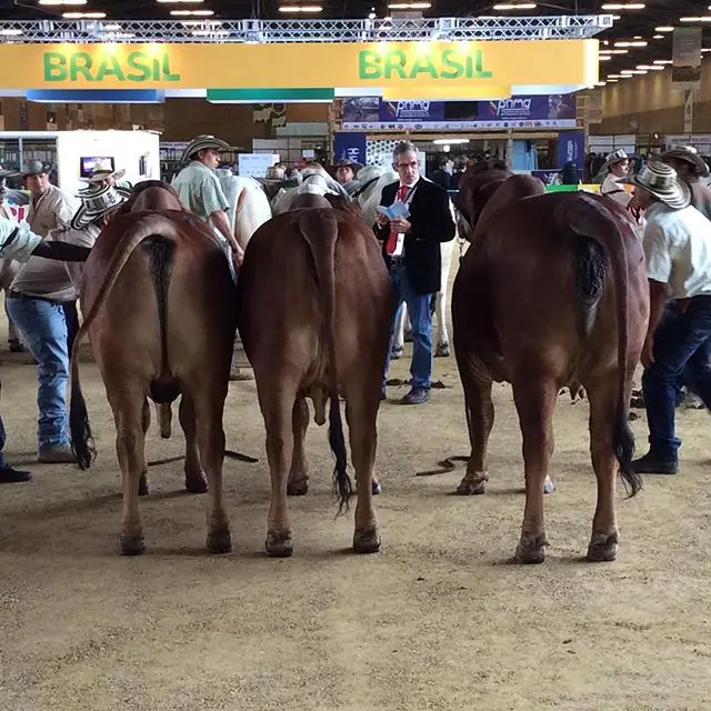 Descendencia de un mismo toro de Monterrey Trueno 972-8, tercer puesto