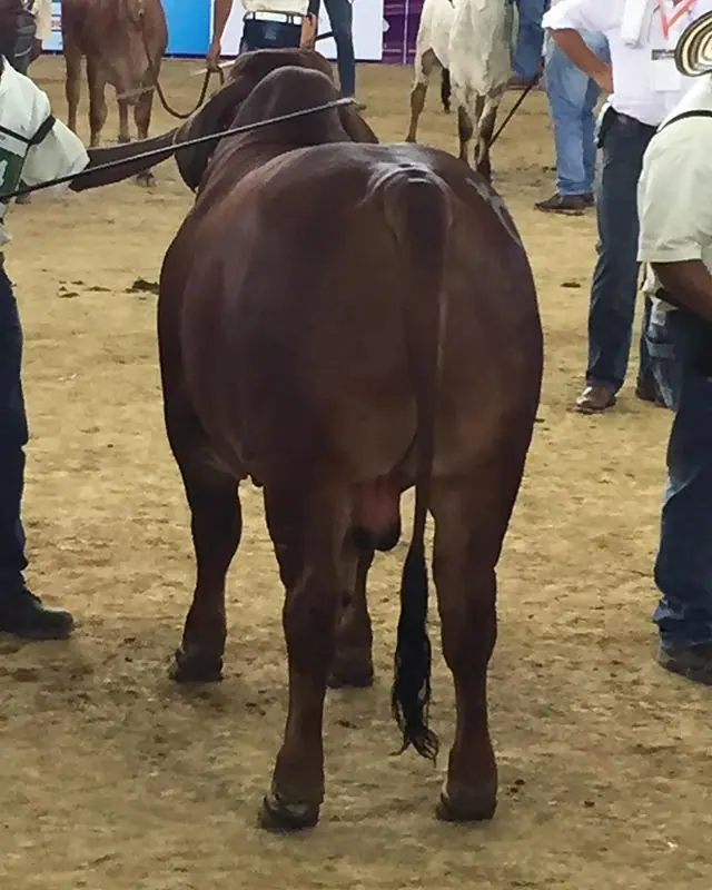 Feria Nacional Pereira 2017 — Hacienda Monterrey, foto 7