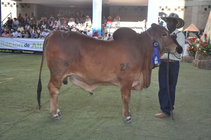 Ganado Brahman de Hacienda Monterrey — foto 48