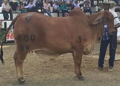 Feria Caucasia (octubre) 2016 — Hacienda Monterrey, foto 3