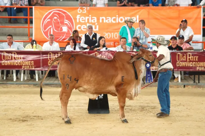 Ganado Brahman de Hacienda Monterrey — foto 24