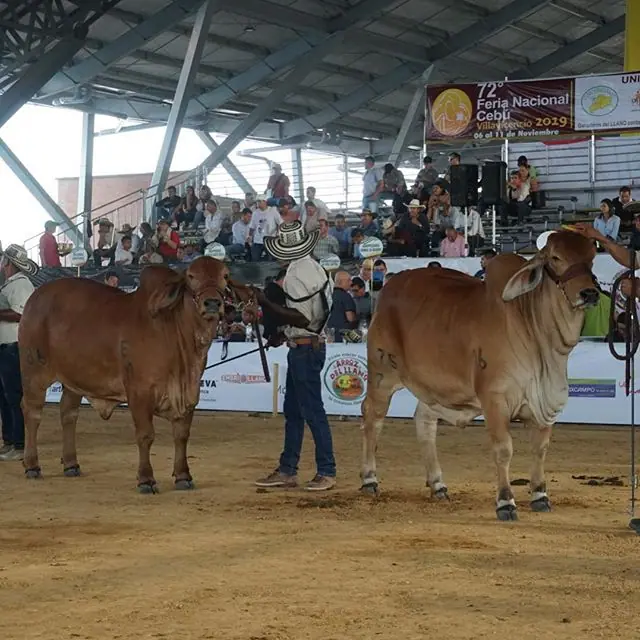 Expomalocas Villavicencio 2019 — Hacienda Monterrey, foto 7