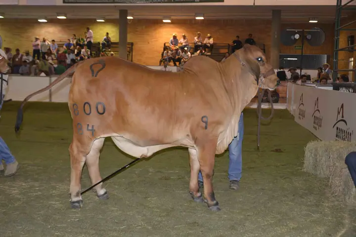 Monterrey Venon La Dama 800/84: Primer Puesto de 18 a 20 meses, Agroferia Bucaramanga 2016
