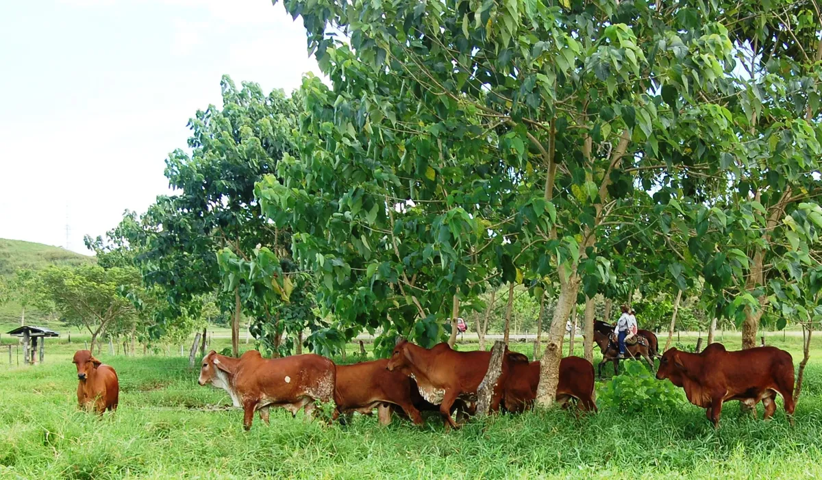 Hembras Brahman rojo en los potreros de Hacienda Monterrey