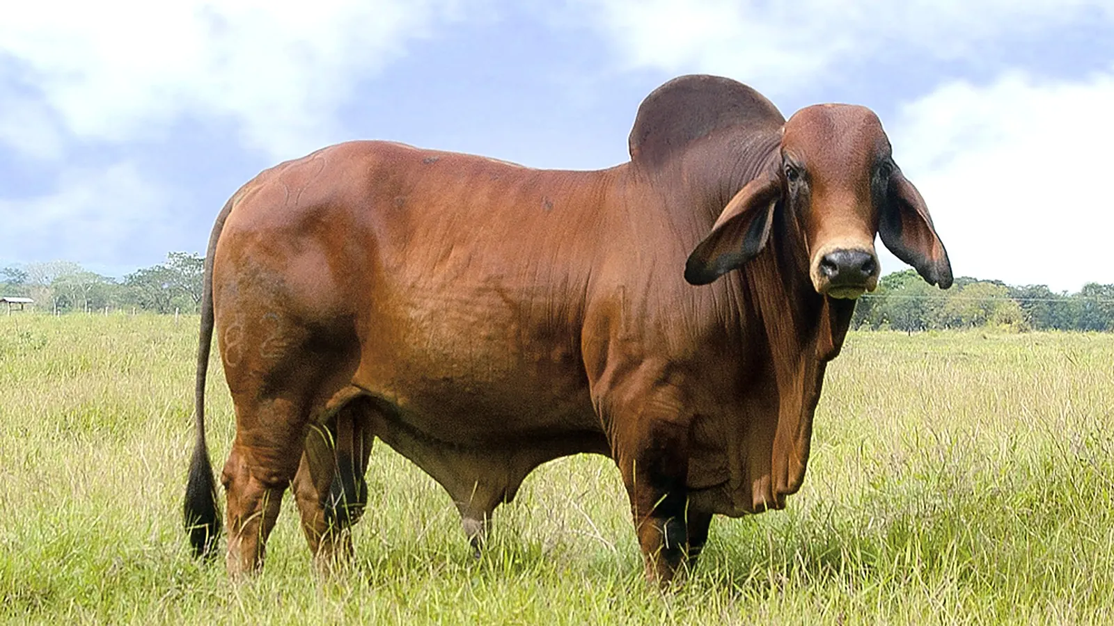 Toro Brahman rojo bajo un cielo amplio
