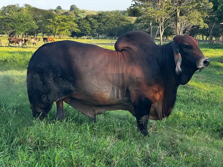 Monterrey Trueno Mariscal T.E. 696/99, toro Brahman rojo, de perfil en el potrero