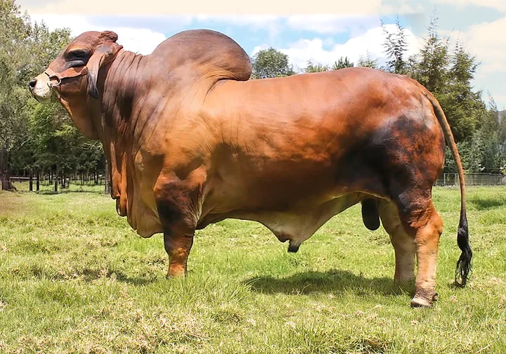 Monterrey Tanque Trueno T.E. 972/8, toro Brahman rojo, de perfil en el potrero